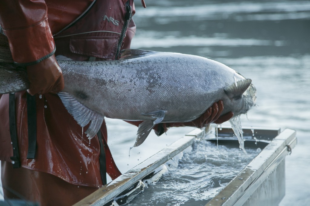 Copper River Chinook salmon sampling